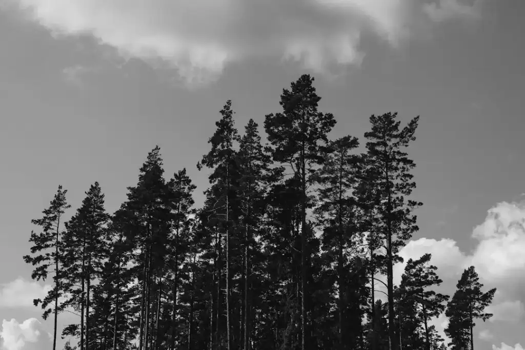 הקשחה Logging ו-Monitoring בשרת Linux קשיח — מדריך #1726